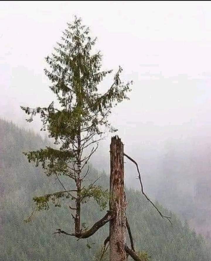 من عكار.
Source: Khodor Alboustany