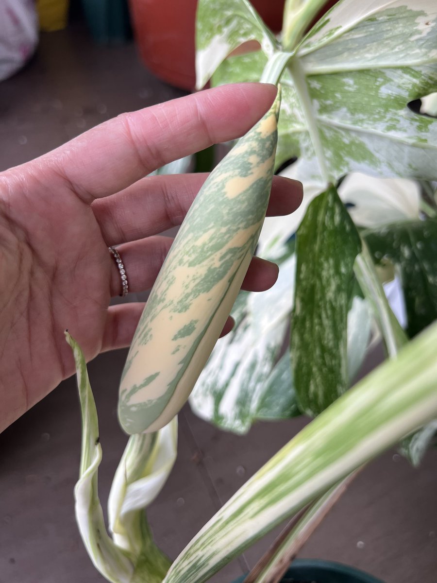 알보 꽃도 무늬 미쳔네