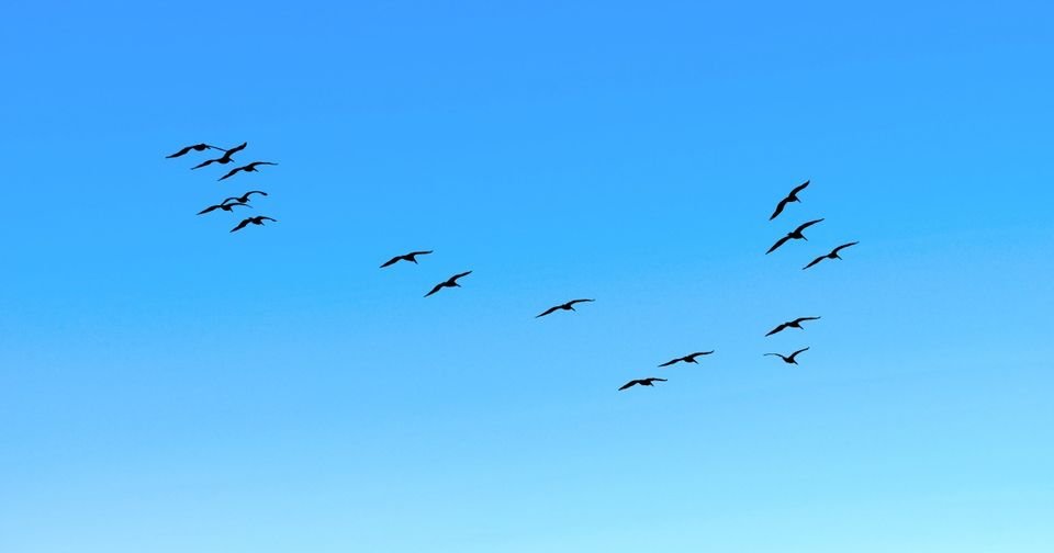🐦Stanno per partire! Rondini, upupe, gruccioni, seguendo il percorso del sole 🌞, se ne tornano in Africa a svernare. Alcuni voleranno fino a destinazione, i più faranno tappa sulle calde coste del sud Italia.
Li salutiamo per incontrarli di nuovo la prossima primavera.