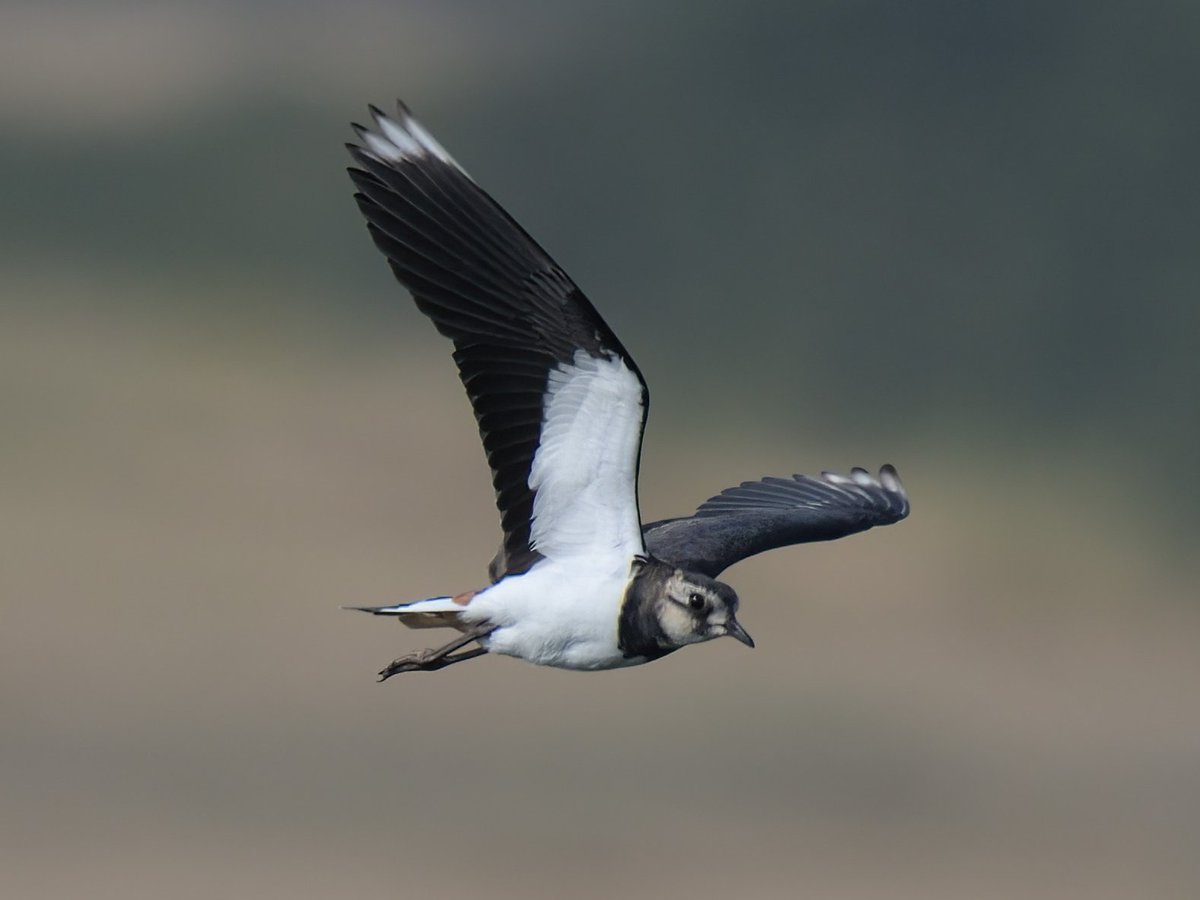 Sandwich Tern and Lapwing from @BirdingHaven on Saturday @EssexBirdNews