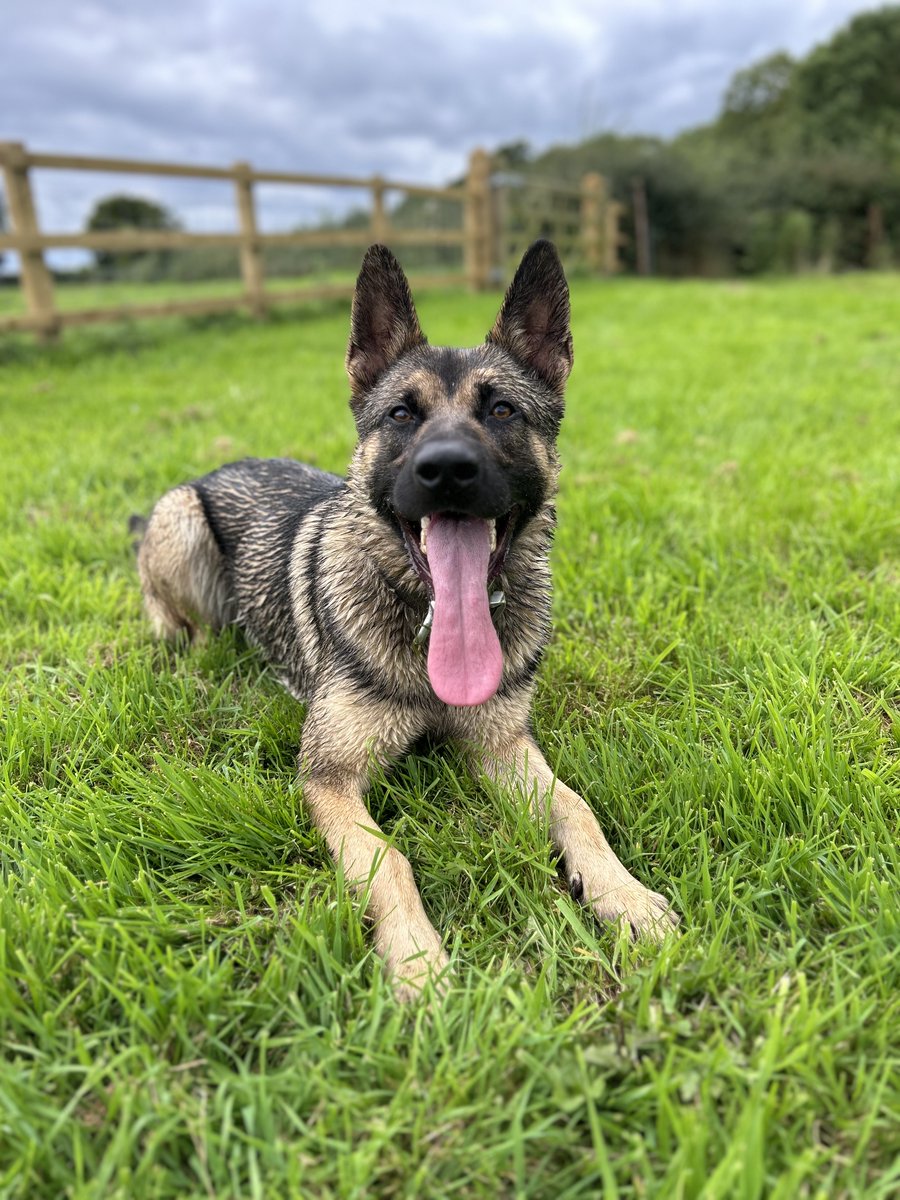ChNWPoliceDogs's tweet photo. PD Reggie was deployed to search for an offender in Crewe following a domestic burglary. Reggie’s nose didn’t let him down as he located the offender hiding deep in a bush. One arrested for breach of court bail and attempt burglary. 

#PDReggie https://t.co/DMIKaDdixK