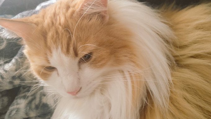 ニンゲンが仕事用の服に着替え始めたときのぽっちゃんの顔をお楽しみください。 