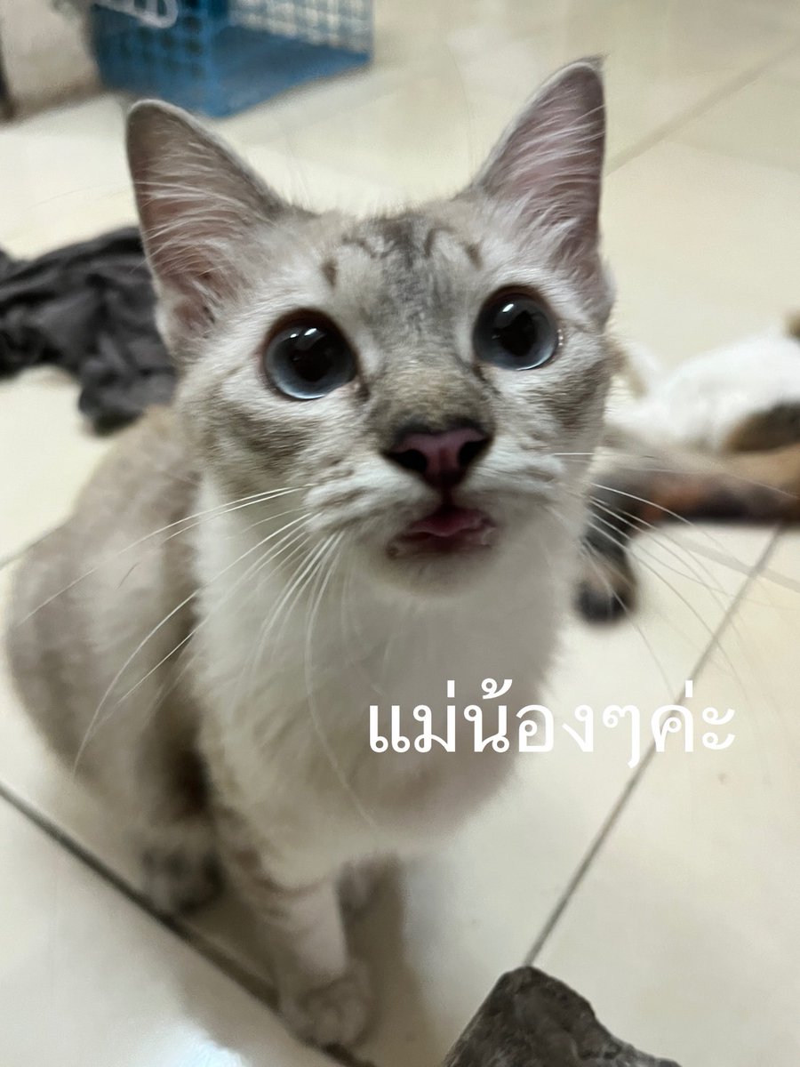 Catster & Co บ้านพักพิงแมวจร tweet media