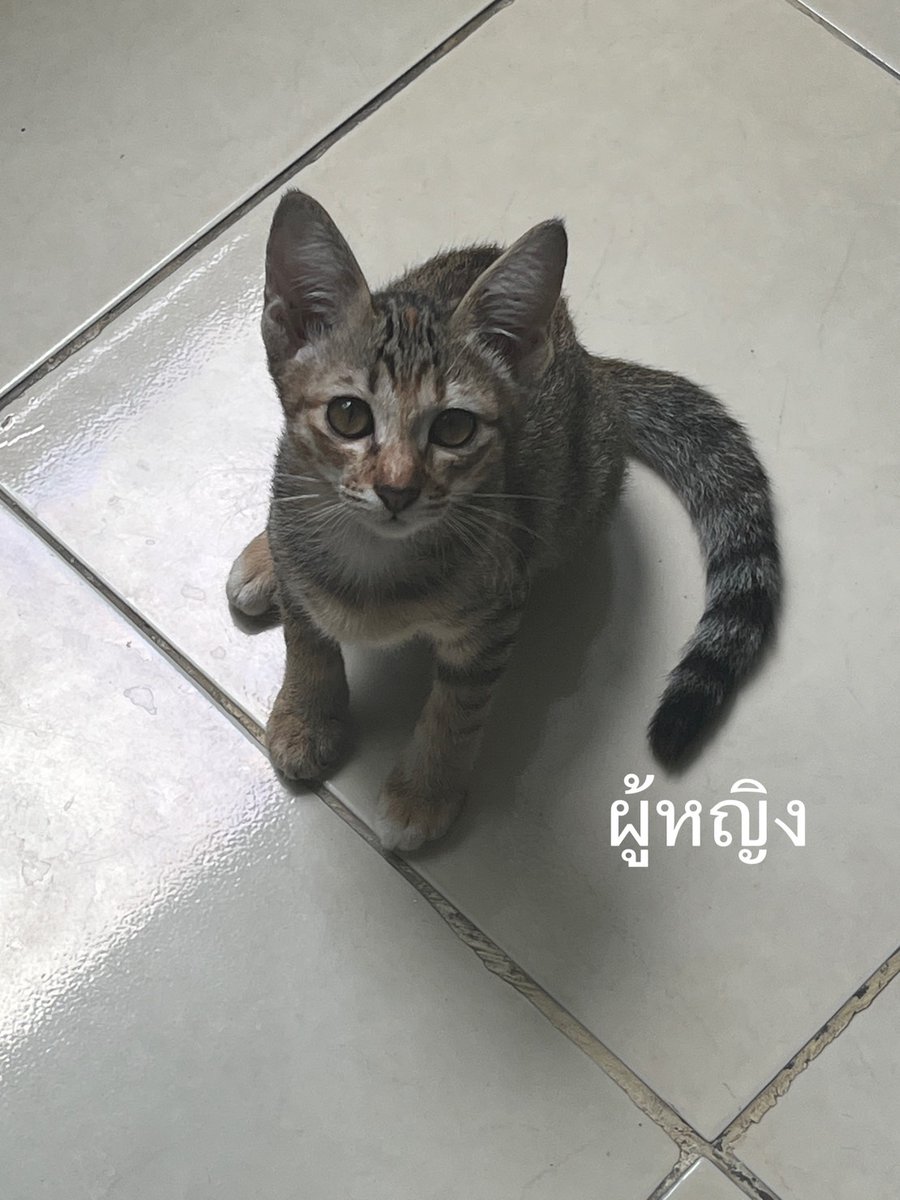 🏠หาบ้านให้น้องแมว🏠
แม่เเมวและลูกๆอีก 5 ตัวค่ะ ตัวผู้3 ตัวเมีย2  อายุประมาณ 3-4 เดือน
เข้ากระบะทรายเป็น กินอาหารเม็ดได้แล้ว
พิกัด มีนบุรี/หนองจอก  กทม.
ติดต่อ 063-054-5194 มิ้ว