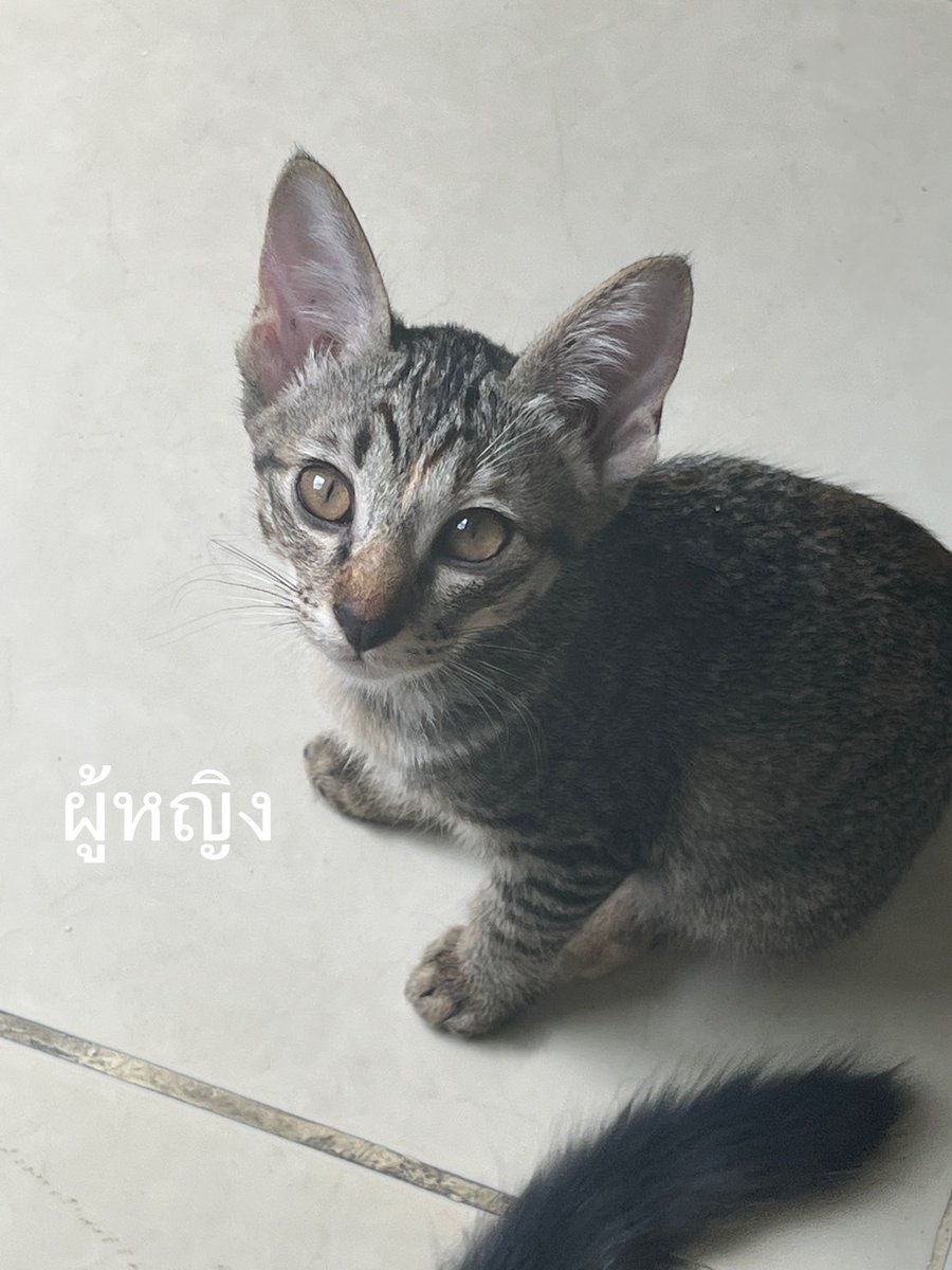 Catster & Co บ้านพักพิงแมวจร tweet media