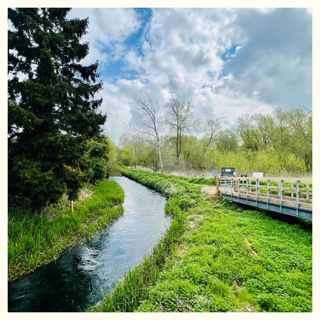 WUTWoodstock's tweet photo. Take a leisurely stroll through our Water Meadows and enjoy 🌼 

🦢Spot your favourite wildlife 🐝 as you take a mindful, slow walk 🦆 to appreciate nature. 🌿 

#NationalWildlifeDay #WildlifeSpotting #PeacefulWalk #NatureWalk #Wildlife #WUTW #TheCotswolds #VisitWoodstock https://t.co/E3PA3dgwps