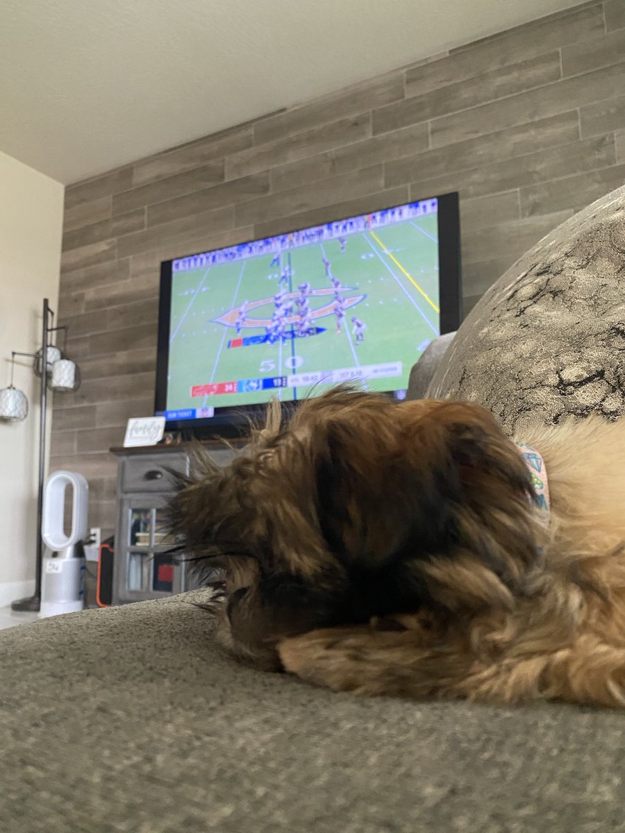 Kristah_37's tweet photo. My little Sunday football buddy, My little Sonia #ShihTzu https://t.co/eDzVwZiH1b