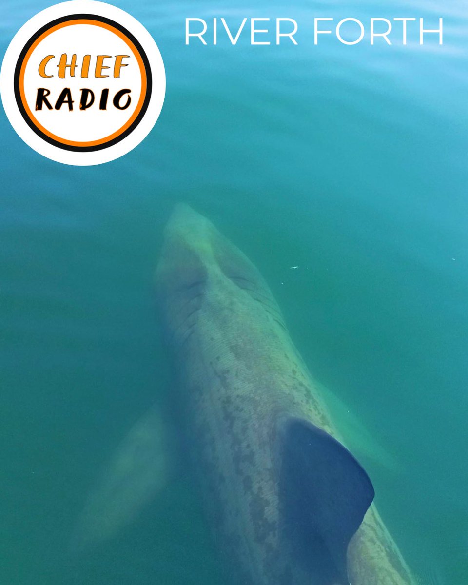 Check this original Chief photo. A basking shark in the Forth @kirstybairdbem not going in water soon playing @firsttimeflyers @NathanEvanss @farfromsaints @katerusby @KTTunstall @kulashaker @FinishTicket @benfrancishq @Skipinnish @deacon @keaneofficial Choose Chief