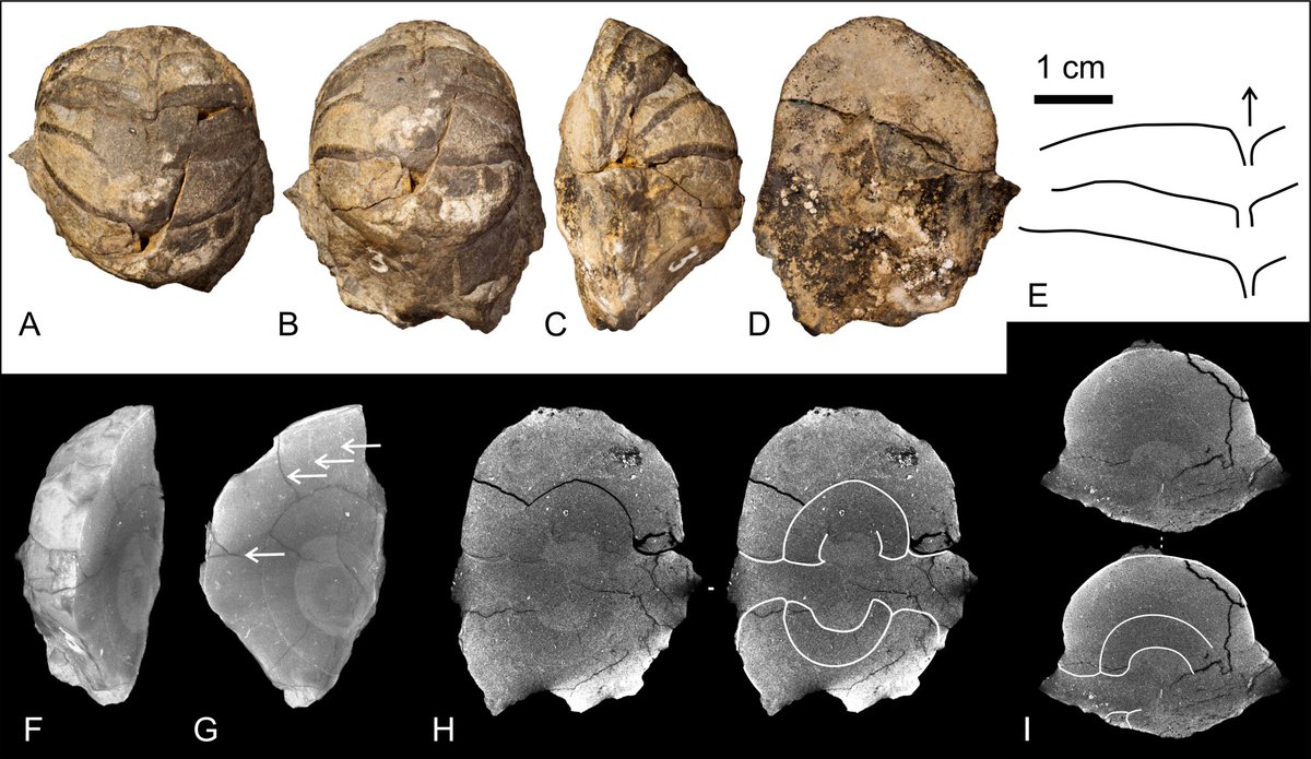 GoolaertsStijn's tweet image. Virtually no ammonoids are known from the Belgian Eifelian but here is one! #OpenAccess in @GeolBel_journal! Collected &amp;gt;100 years ago by Eugène Mailleux, kept safe in the @RBINSmuseum collections, but back then misidentified as a Nautilus fossil.  @CtCeph. popups.uliege.be/1374-8505/inde…