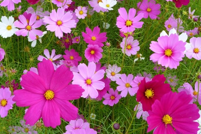 nagano_b's tweet photo. 本日9月14日は｢#コスモスの日｣🌸
｢#秋桜(アキザクラ)｣とも呼ばれますが、開花時期は種類によって6月～11月となっています。
#信州･#長野県 内各地のコスモスの名所も続々と見頃を迎えておりますよ～☺ 
#オオハルシャギク #キバナコスモス https://t.co/yNH4nlUCQI