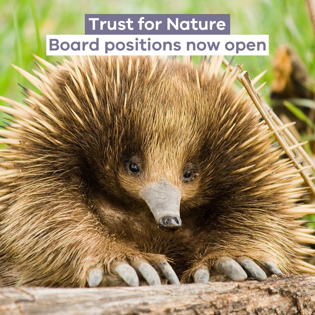 DEECA Victoria (@deeca_vic) on Twitter photo Are you passionate about conservation and the environment? 🌱 Expressions of interest are open for five trustee positions on the <a href="/trustfornature/">TrustforNature</a> board. Applications close Tuesday 19 September 2023. For more information and to apply, head to boards.vic.gov.au/search-board-v… Are you passionate about conservation and the environment? 🌱 Expressions of interest are open for five trustee positions on the <a href="/trustfornature/">TrustforNature</a> board. Applications close Tuesday 19 September 2023. For more information and to apply, head to boards.vic.gov.au/search-board-v…