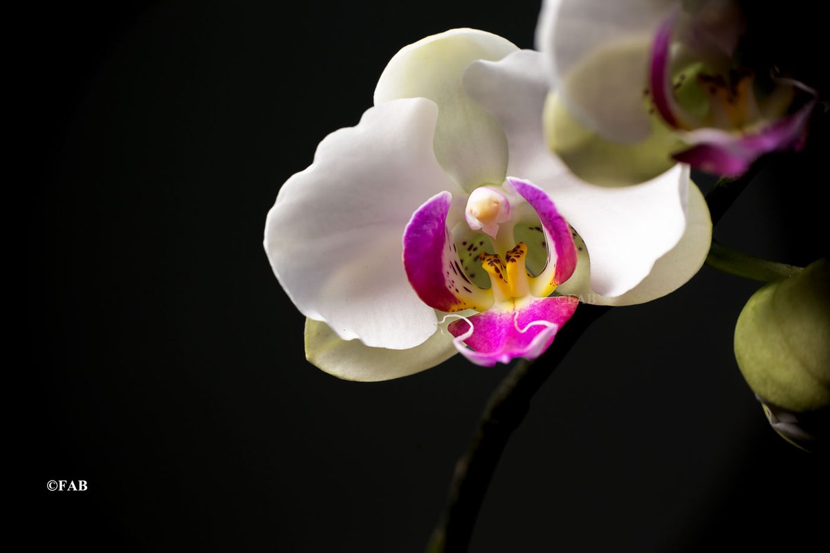 masumfx's tweet photo. Phalaenopsis Orchid
#Phelenopsis #orchid #Macro #Bangladesh #Dhaka #Flower #Petal #canon5dmk3 #CanonFavPic #OrchidBangladesh #Beauty #OrchidFlower #Yellow #Green #Red #Hobby #Gardening #PhalaenopsisOrchid #Phalaenopsis #mothorchids https://t.co/6AtBiFJN1W