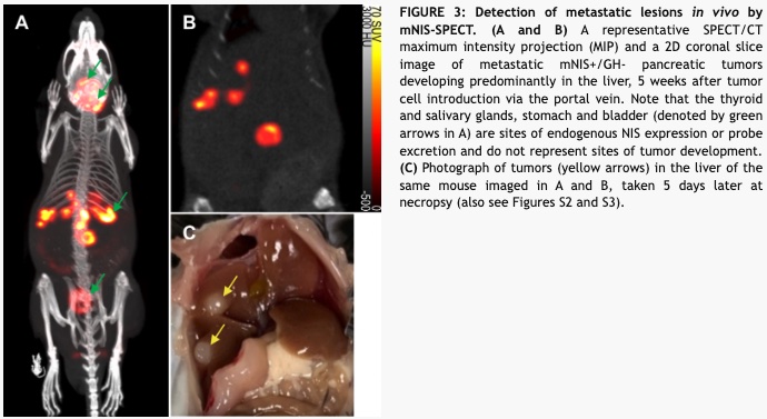 cell_stress's tweet photo. Sensitive, non-immunogenic in vivo imaging of cancer metastases and immunotherapy response https://t.co/fdpuf1Xaml https://t.co/ft5aohjWwH