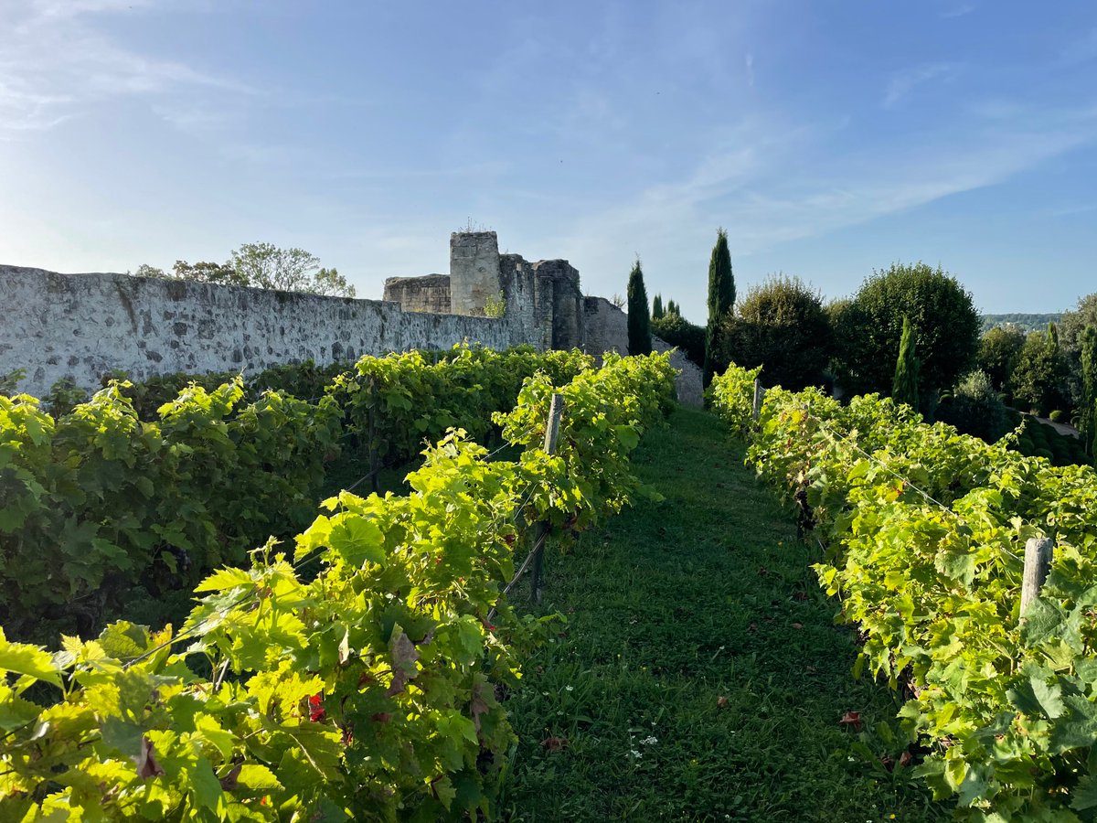 Clin d'oeil ce matin à nos vignerons du #ValdeLoire chez qui les #vendanges vont commencer 🍇 Au château, nous avons aussi nos propres vignes : plantées de raisin de table, leurs grappes n'attendent que votre gourmandise #Amboise #Touraine