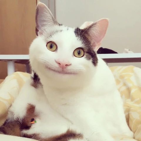 miwon17_'s tweet photo. polite cat wonwoo :] https://t.co/HCCNvSC4rK