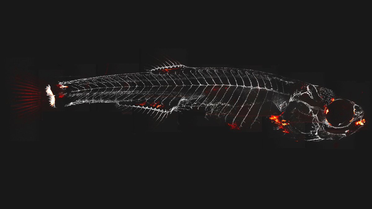 ANZSCDB (@anzscdb) on Twitter photo Congratulations to Andrea <a href="/UsseglioGaudi/">Andrea Usseglio Gaudi</a> from #HoganLab <a href="/PeterMacCC/">Peter Mac Cancer Centre</a> for this stunning image "Fish on fire", depicting the lymphatic vasculature (grey) and its interplay with a novel transcription factor (red). Congratulations to Andrea <a href="/UsseglioGaudi/">Andrea Usseglio Gaudi</a> from #HoganLab <a href="/PeterMacCC/">Peter Mac Cancer Centre</a> for this stunning image "Fish on fire", depicting the lymphatic vasculature (grey) and its interplay with a novel transcription factor (red).
