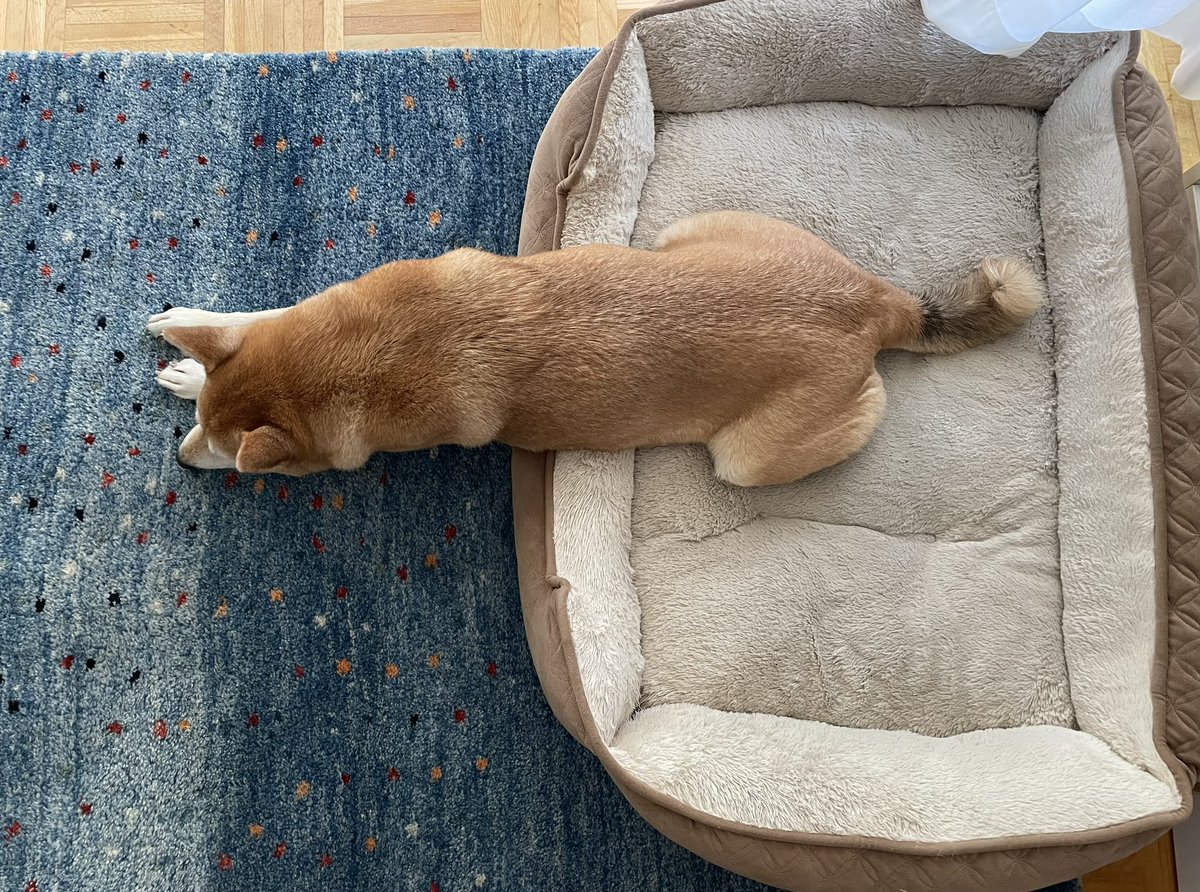 Shiba_Rio's tweet photo. Schlafpositionen von #shibainu https://t.co/HLgls7uO7F
