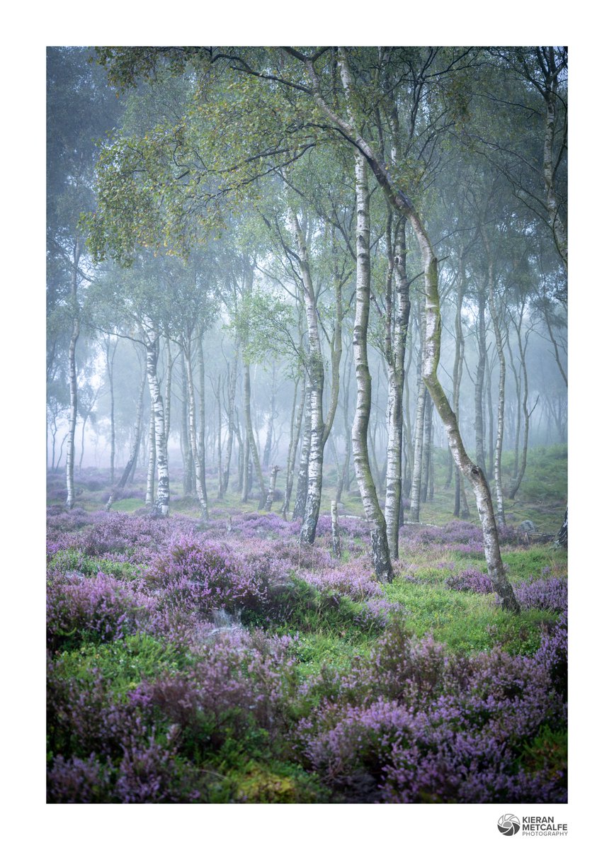 Late Summer Birches for #wexmondays #fsprintmonday #sharemondays2023 #appicoftheweek

(Sorry - Uploaded the wrong version on the previous tweet!)