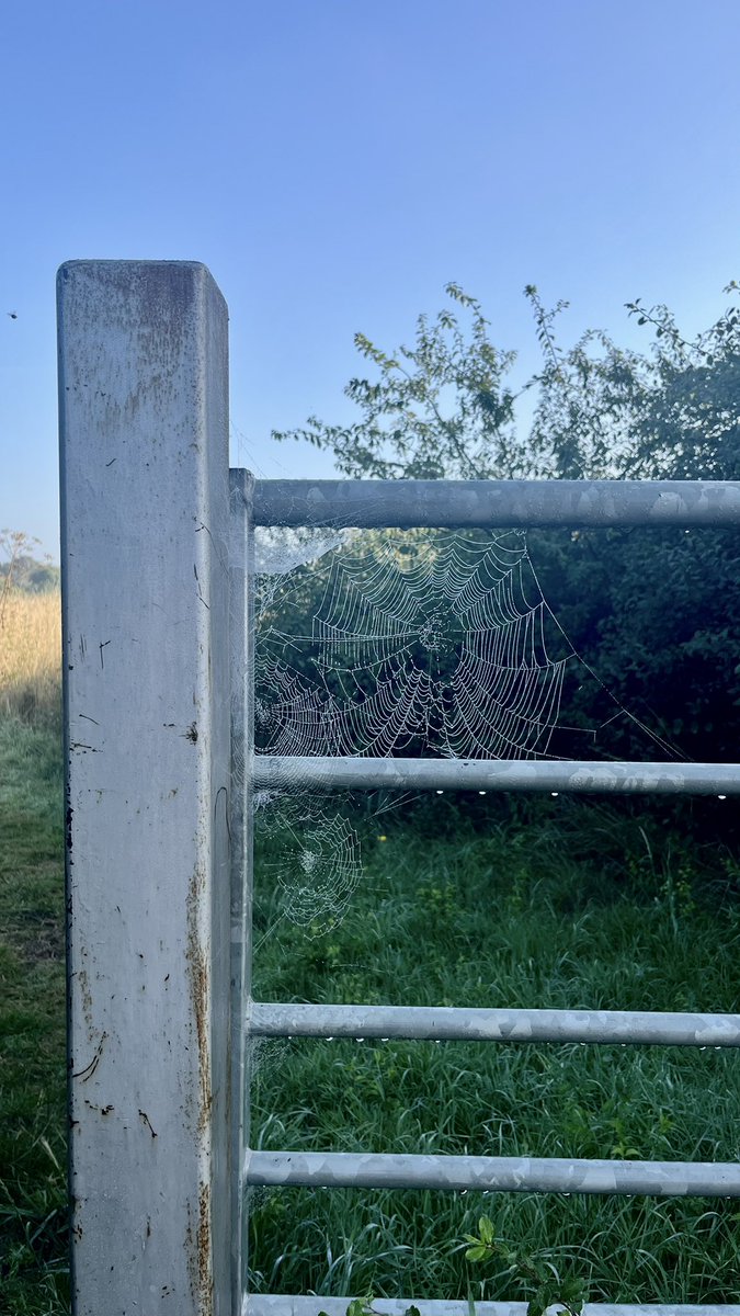 When the morning walk takes twice as long because you’re looking at all the pretty cobwebs 🕸️