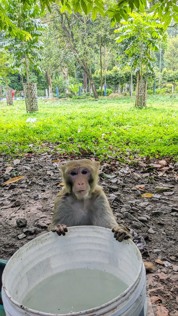 Subhajitt3's tweet photo. Visitor on our campus today...#phdlife #wildlife #AcademicTwitter https://t.co/Zaw2DE4EGn