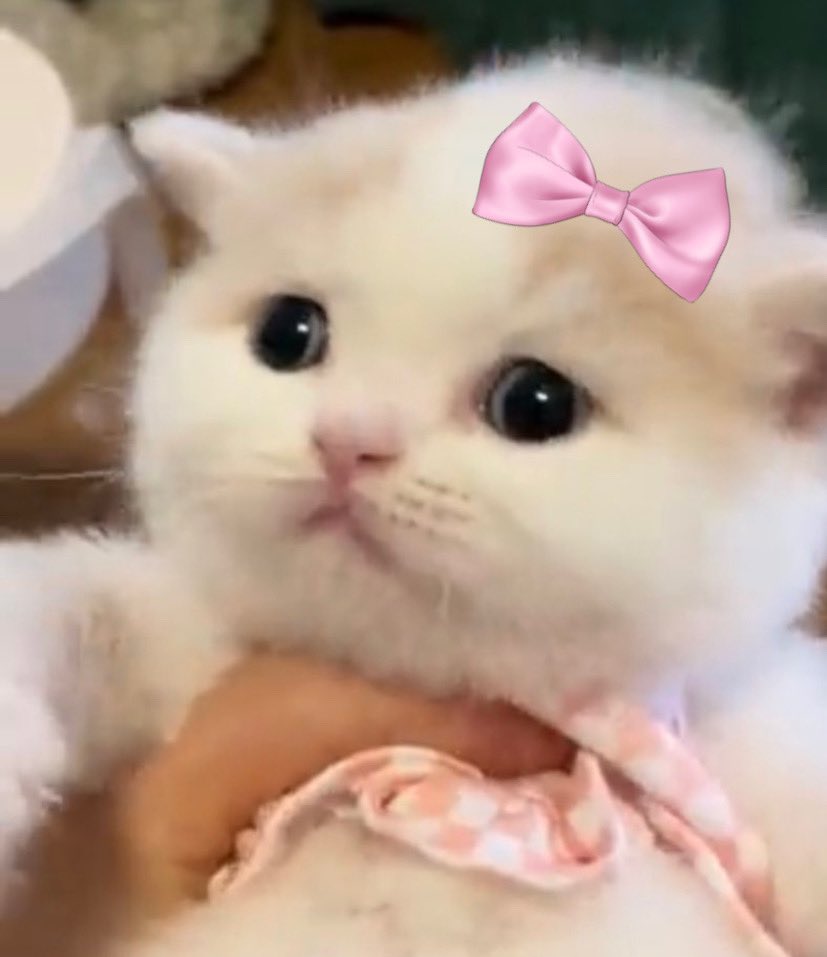 jimikitty 🎀