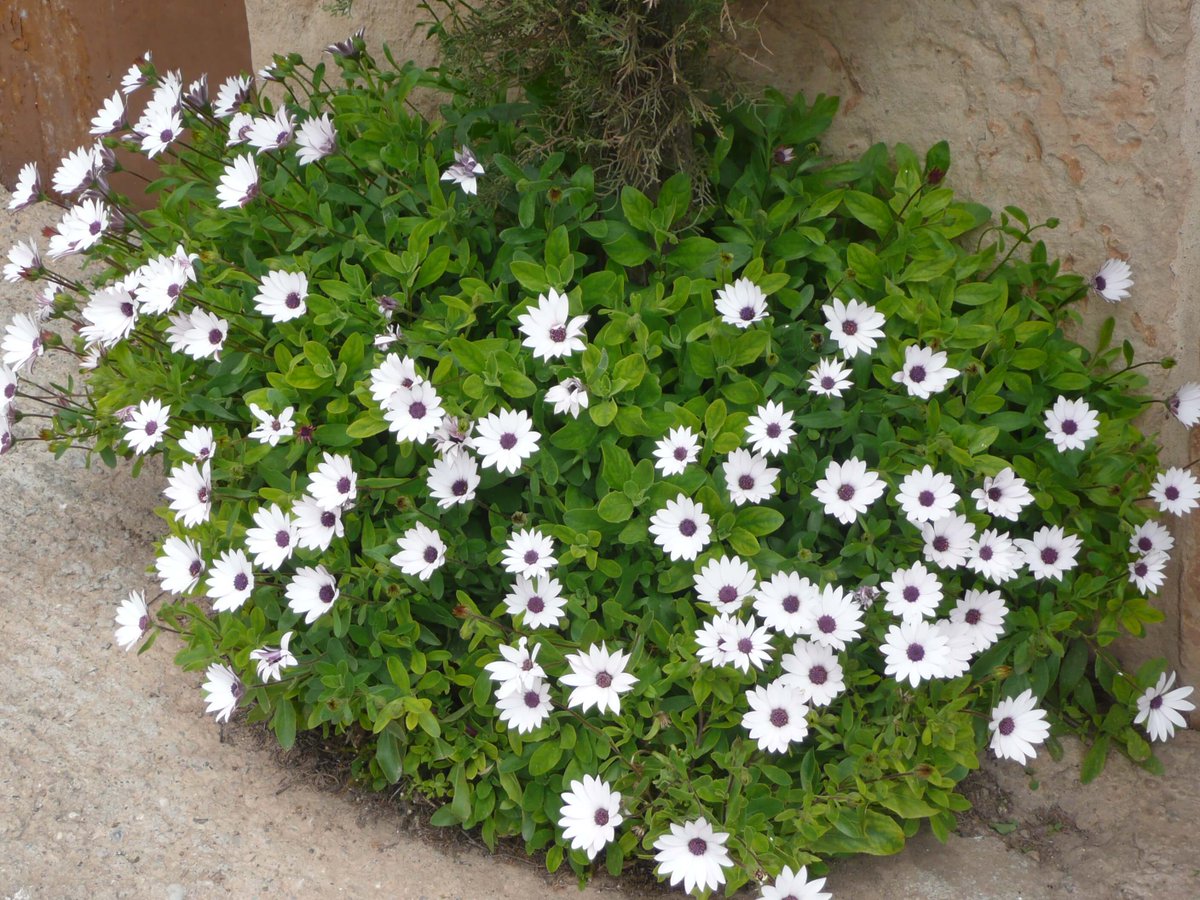 Viles Florides tweet media