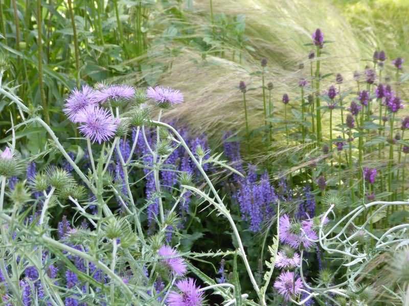 NGS Suffolk tweet media