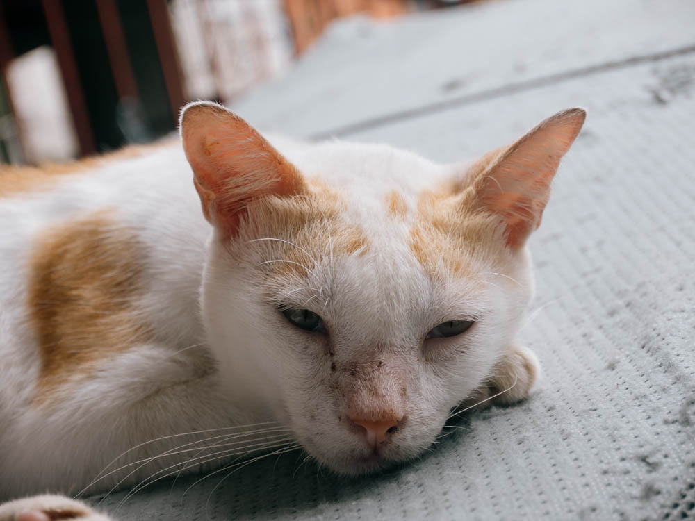CasiPitik's tweet photo. 📷Lumix GX8 with 14-42 EZ F3.5 - 5.6 
#casipitik #cats #lumix #catphotography https://t.co/dWFZifzKZE