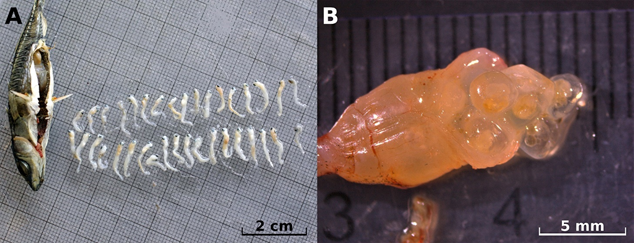 MarioMFerreira's tweet photo. My first contibution for my new position in @FFS_BW was published in August:

Invasive #sticklebacks in Lake Constance are piscivorous, feeding on #Whitefish eggs and larvae.
#LakeEcology #invasivespecies #piscivorous #trophicposition #fishecology #fish
https://t.co/dQdVVF6yL2 https://t.co/dbagJGZLTZ