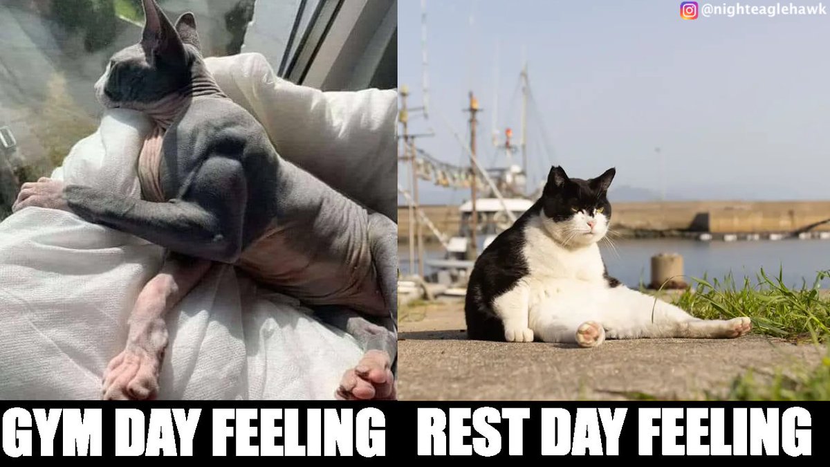 Gym cats. #gymrat #gymmotivation #gyminspiration #gym #gymmotivation #gymaddict #gynlifestyle #cat #cats #feline #pets #animals #animalmemes #memes  #memes #meme #fit #fitnessmotivation #fitlife #fitness #restday #gymday #muscles #strong #catlover #catlife #meow #lazy #recovery