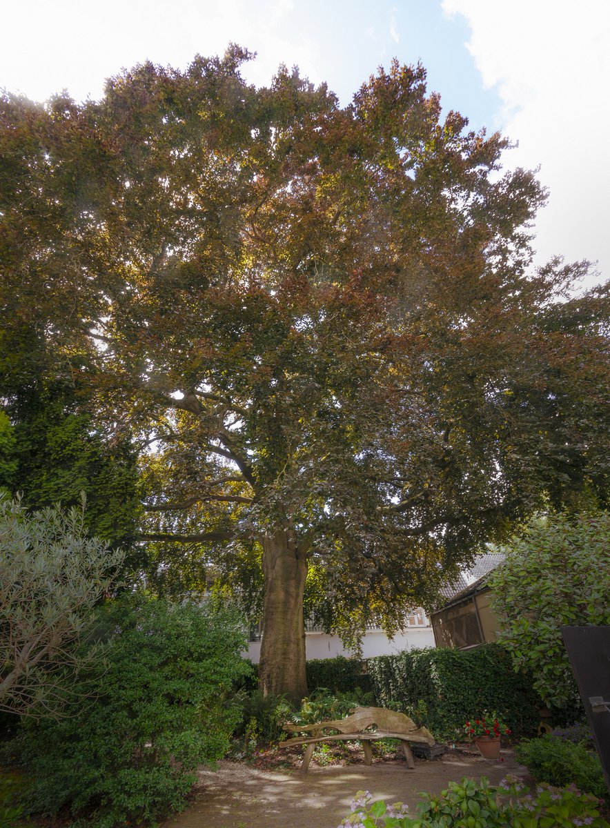 BOOM VAN HET JAAR  🌳 De nationale stemronde voor de titel De Boom van het Jaar 2023 is vandaag gestart. Stem jij mee op de prachtige 250 jaar oude rode beuk uit #IJsselstein?deboomvanhetjaar.nl/stem-op-uw-boom
📷 Rob Visser Photography
#inijsselstein #boomvanhetjaar <a href="/SBNLNatuurfonds/">SBNLNatuurfonds</a>