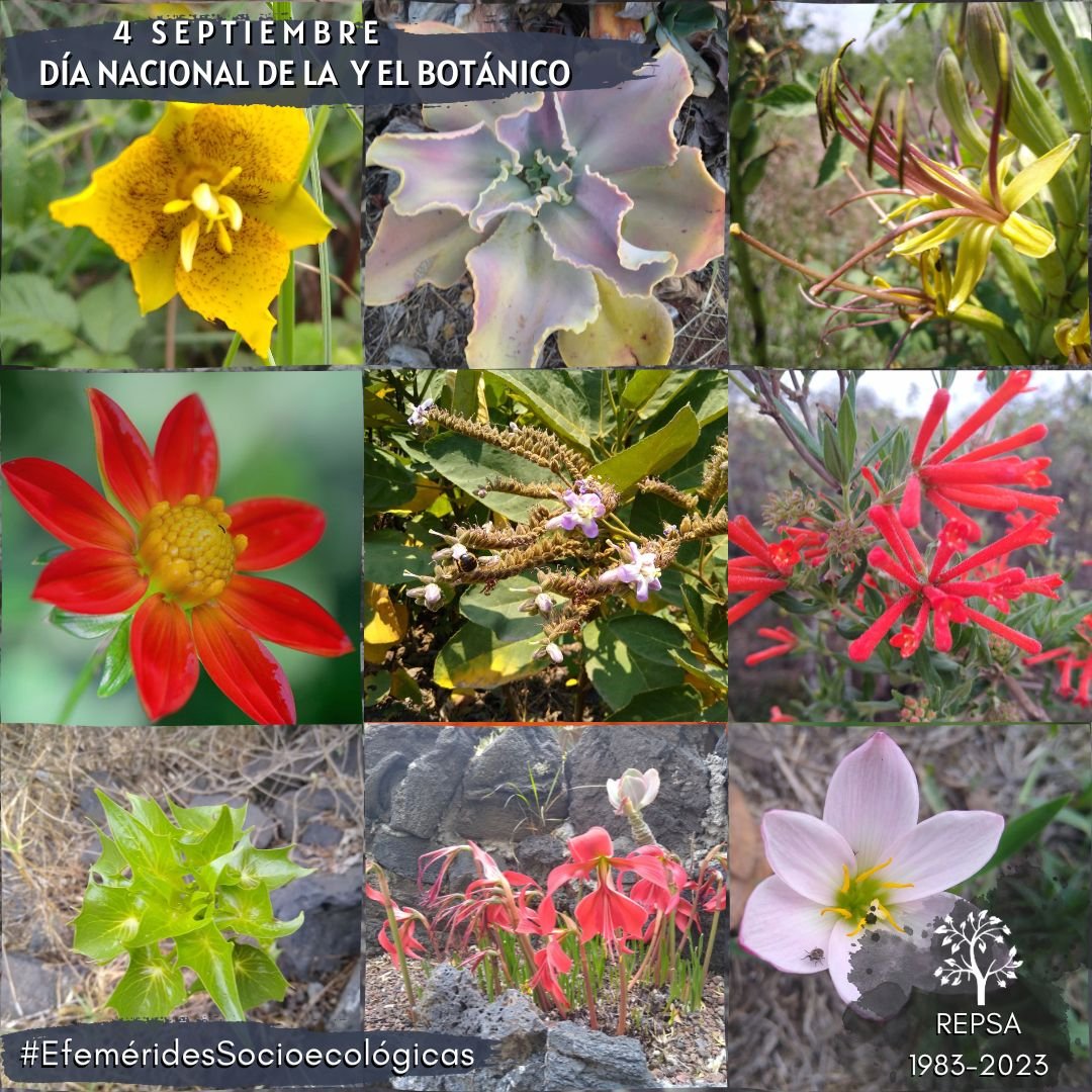 REPSA_UNAM's tweet photo. #EfeméridesSocioecológicas 
4 de septiembre
Día Nacional de la y el #Botánico 🌲🌵🌾🌻

Hoy se celebran 82 años de la fundación de la Sociedad Botánica de México. Y a quiénes se han dedicado a la investigación y divulgación de la Botánica.

Consulta más 👉🏼 https://t.co/6VMzYp0WwB https://t.co/swpoEyqsmy