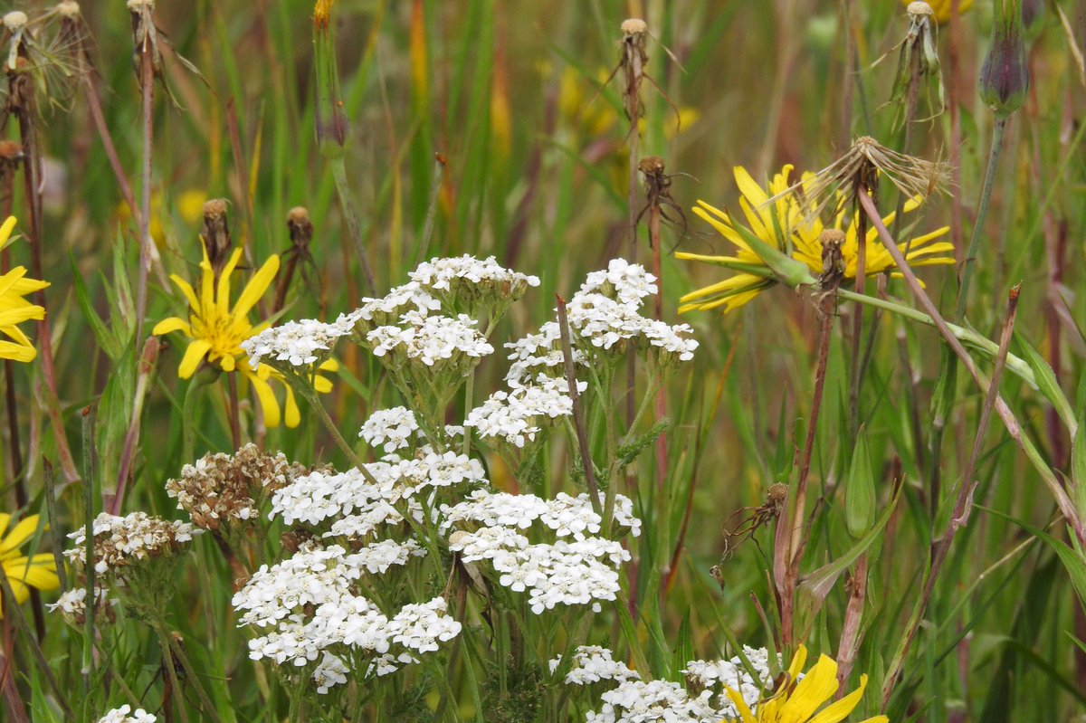 Natural Burial - Beyond Hope 
JOIN US for a conversation about Natural/Green Burial options in British Columbia ~ outside the lower mainland.
SEPTEMBER 20TH  7pm to 8:30 Pacific Time
us02web.zoom.us/meeting/regist…