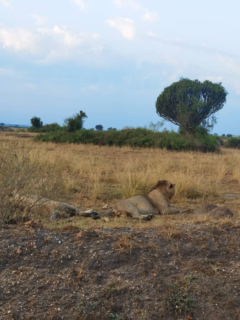 crew_fixers's tweet photo. Morning game drives in Queen Elizabeth National Park.
#gamedrive #morninggamedrives #nationalpark #queenelizabethnationalpark #wildlife #wildlifeencounters #wildlifephotography #filminglocations #uganda https://t.co/f9fSGtkGUm