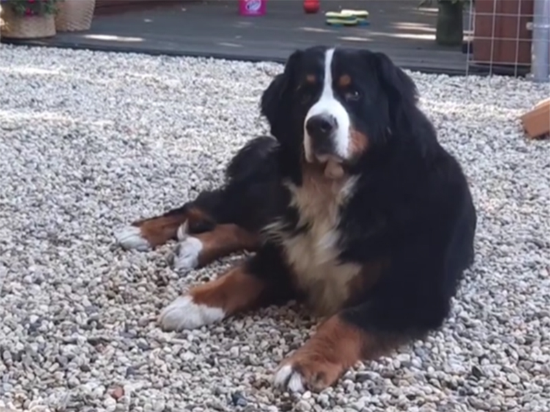 mskidsweb's tweet photo. Ha daar ben ik weer: #Boris!! Die #tweebeners, #Momma en #Boy, wisten niet wat ze met mij in #huis haalden. Ik was dat blauwe ding, #auto noemen tweebeners het, nog niet uit en zag iets #roods liggen. Hap, krak, Lekkerrrr!!!! https://t.co/gLNtD62Myi https://t.co/9WD5jj9Aqu