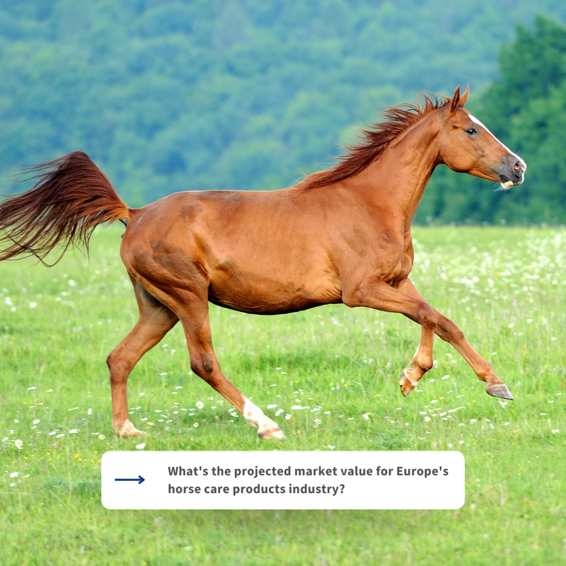 ManeNTail_EU's tweet photo. Did you know the European equine care products industry is galloping towards a significant milestone? 🐎💨

It's projected to reach an impressive market value of approximately 1.4 billion USD! 💰

#EquineCare #IndustryTrends #MarketGrowth #BillionDollarIndustry #StayTuned https://t.co/vSq3wo6rk9