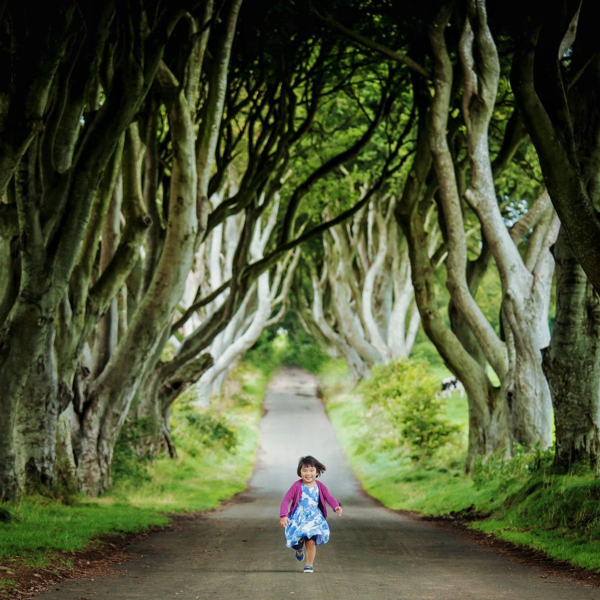 After a few years... 
#darkhedges #GameOfThrones #NorthernIreland #SummerHolidays