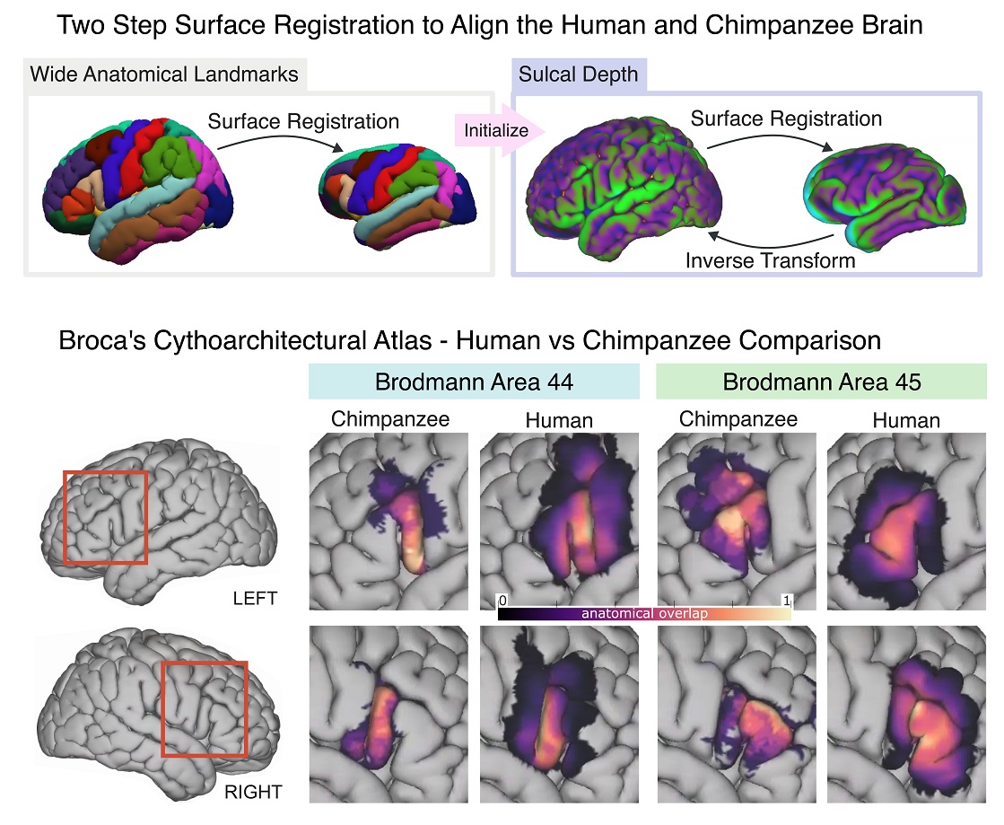 PLOS Biology (@plosbiology) on Twitter photo Comparing cytoarchitectural subdivisions of #BrocasArea in humans & #chimps: <a href="/gagdiez/">Guillermo Gallardo</a> <a href="/FriedericiLab/">FriedericiLab</a> &co find that BA44 expanded from a purely action region to a bipartite system (action-related posterior & #syntax-related anterior) in humans #PLOSBiology plos.io/45D1tSq Comparing cytoarchitectural subdivisions of #BrocasArea in humans & #chimps: <a href="/gagdiez/">Guillermo Gallardo</a> <a href="/FriedericiLab/">FriedericiLab</a> &co find that BA44 expanded from a purely action region to a bipartite system (action-related posterior & #syntax-related anterior) in humans #PLOSBiology plos.io/45D1tSq
