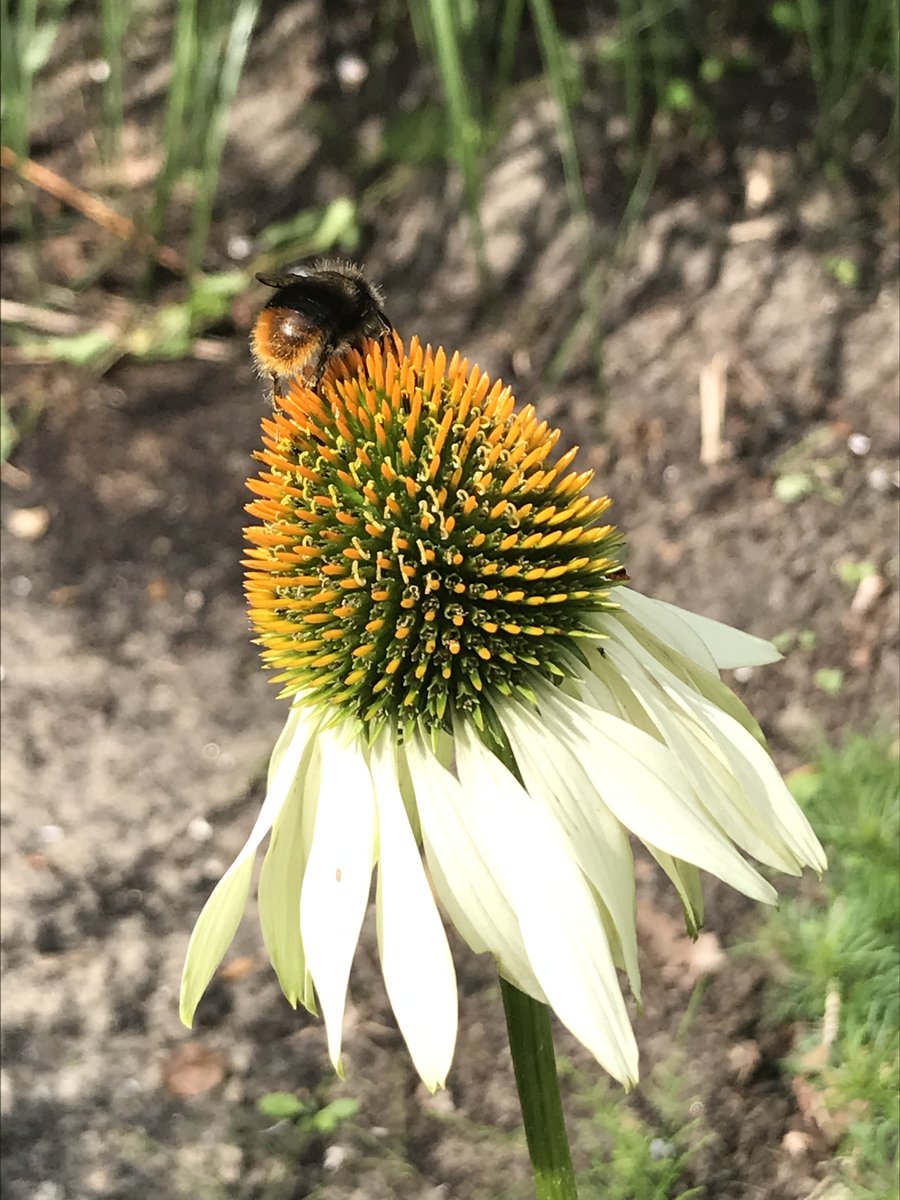 Susan Bögels tweet media