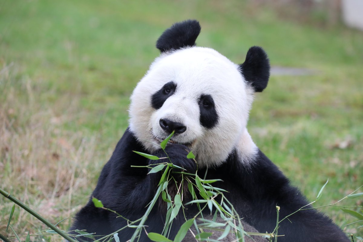 GIANT update 🐼 Yang Guang and Tian Tian will return to China in December, with their indoor viewing closing at the end of November. Find out more 👉 edinburghzoo.org.uk/news/article/2… Thank you to everyone joining us in wishing our panda pair a giant farewell 💛