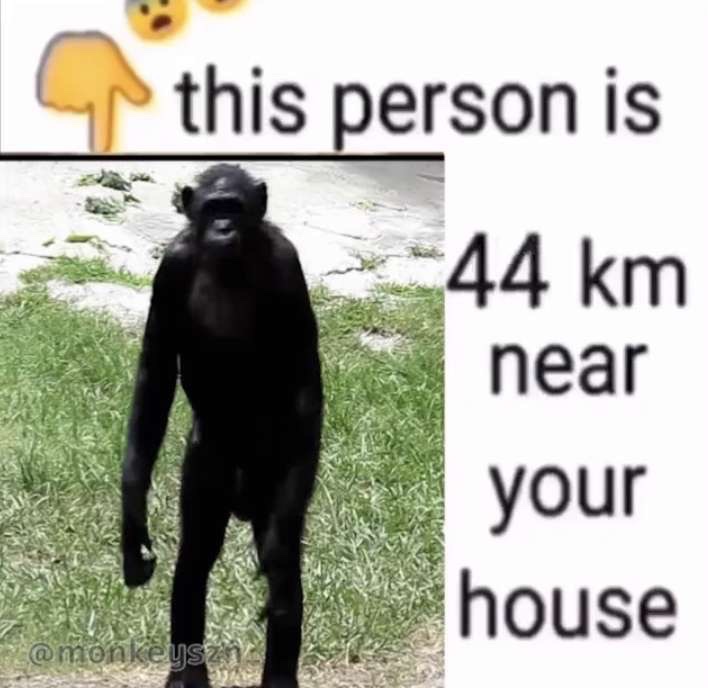 Primate_Posting's tweet photo. Make it 5cm near me #monkey #chimp https://t.co/Up7uDhBFdL