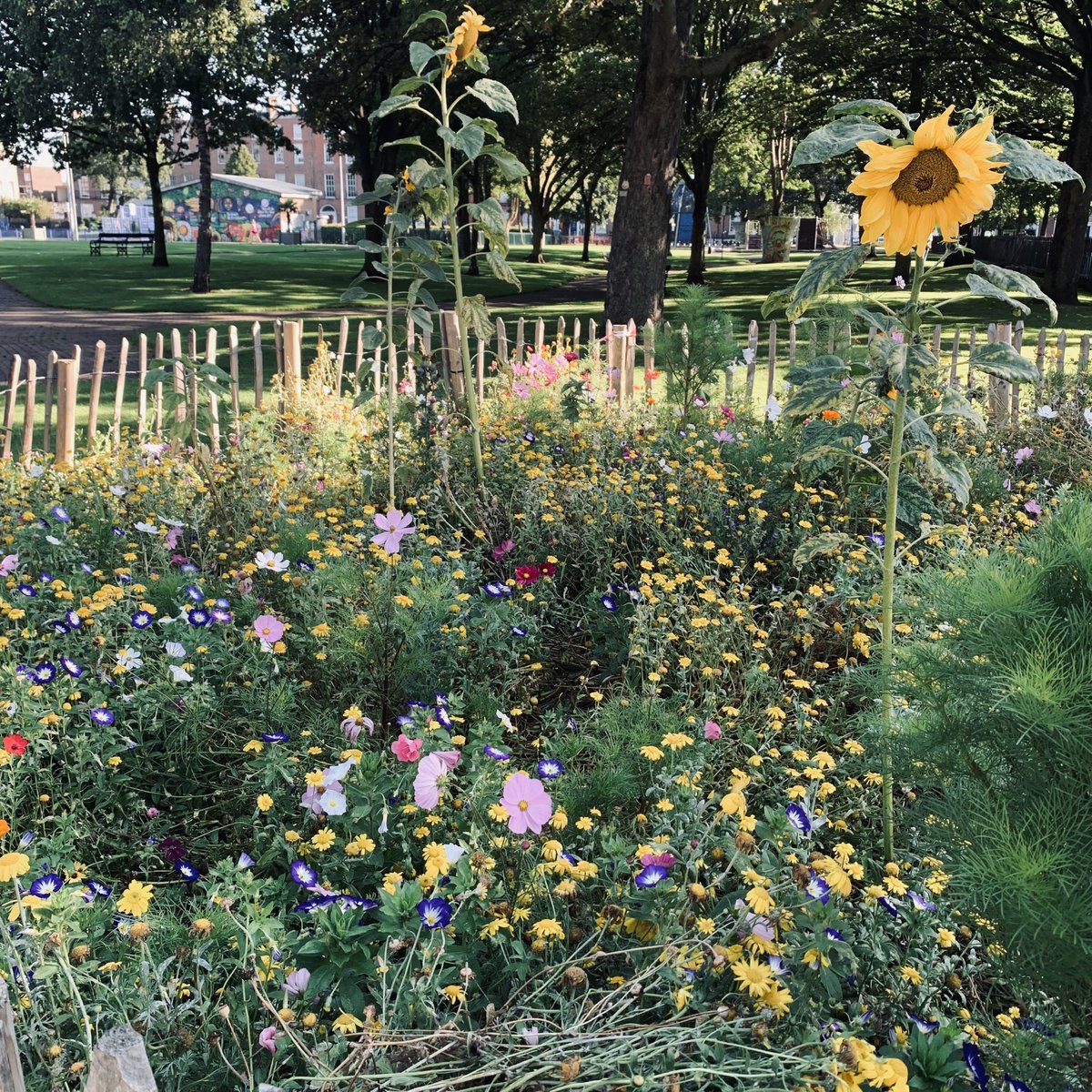 Community After Schools Project (@c_a_s_p_r) on Twitter photo Beautiful wilde flowers Mount Joy Square <a href="/NEIC_Dublin/">NEIC</a> <a href="/DCCnorthcity/">Dublin City Council – North City Centre</a> <a href="/dublincitycomm1/">dublincitycommunitycoop</a> <a href="/DALCDublin/">DALC (Dublin Adult Learning Centre)</a> Beautiful wilde flowers Mount Joy Square <a href="/NEIC_Dublin/">NEIC</a> <a href="/DCCnorthcity/">Dublin City Council – North City Centre</a> <a href="/dublincitycomm1/">dublincitycommunitycoop</a> <a href="/DALCDublin/">DALC (Dublin Adult Learning Centre)</a>