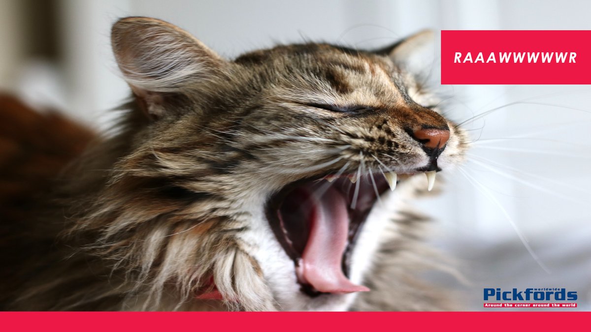 PickfordsSA's tweet image. Pick Pickfords for a meowtastic move!
pickfords.co.za/services/movin…
#pickpickfords #movingpets #cats #moving #transferofpets #pets