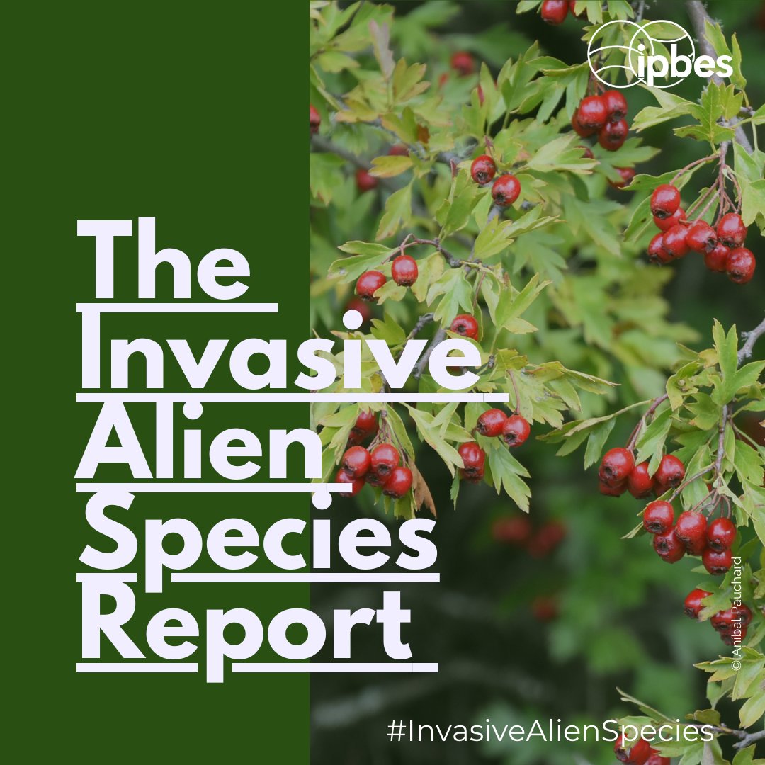 APHAgovuk's tweet image. Invasive species are a major &amp;amp; growing worldwide threat. Today’s @IPBES #InvasiveAlienSpecies Assessment highlights the global scale of the issue &amp;amp; shows that by working with international partners, we can protect biodiversity, the economy &amp;amp; people.
ipbes.net/IASmediarelease #INNS