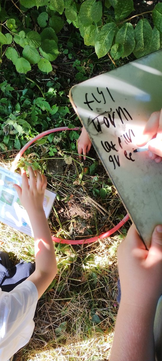 AuchterhousePS's tweet image. P4-7 are using lots of #metaskills to survey our school grounds. We are finding out how diverse our area is for plants and mini-beasts as part of our IDL topic on Biodiversity and Interdependence. We will also be applying for the #RSPBWildChallenge !

@LfSAngus
@AngusScience