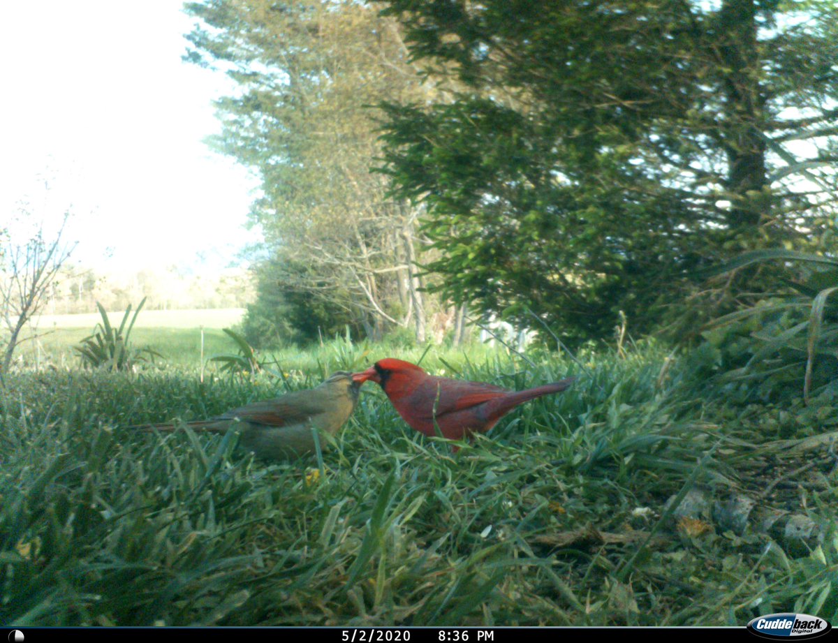 trailcam (@trail_cams) on Twitter photo 