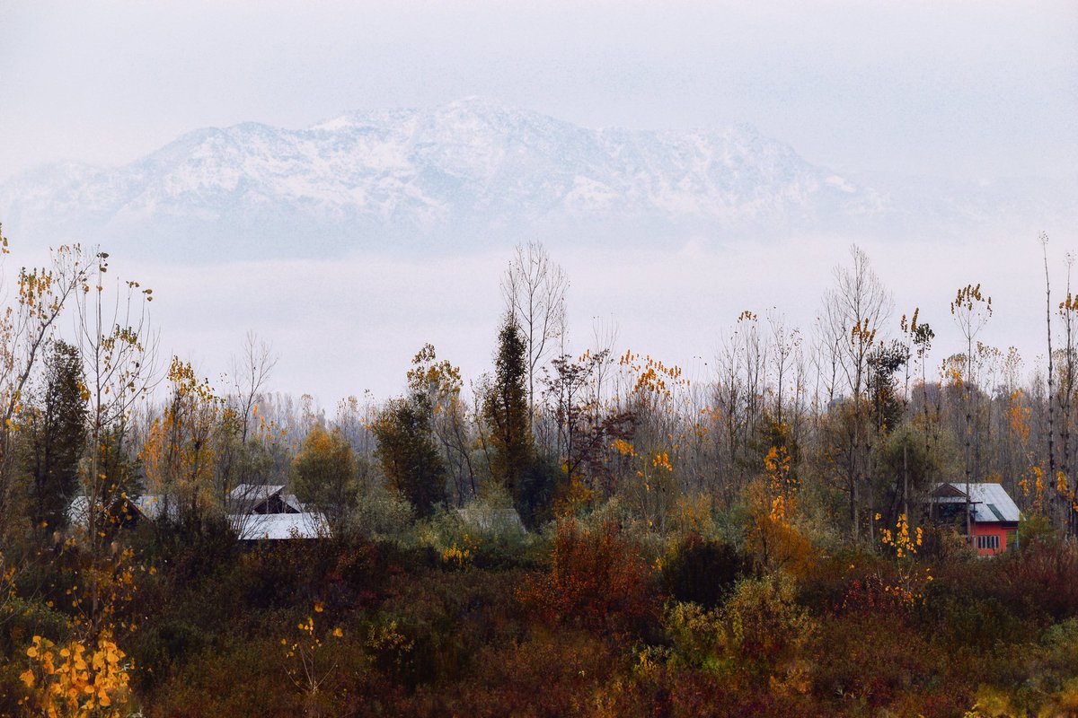 Mir Auqib tweet media