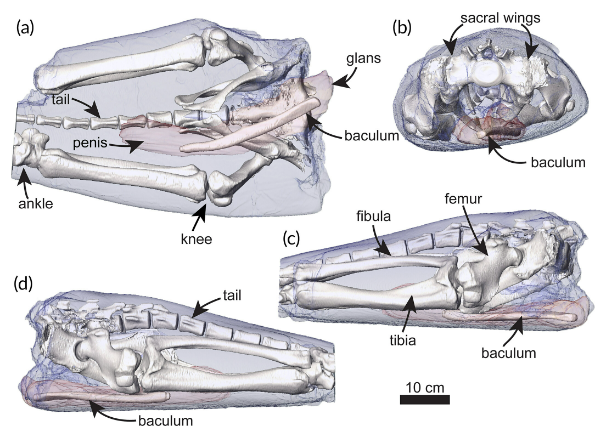 Dr James Rule (@palaeo_jrule) on Twitter photo <a href="/MonashUni/">Monash University</a> Thanks to my coauthors <a href="/P_hazael/">Dr Hazel L Richards</a> <a href="/TIPollock/">Dr Tahlia Pollock</a> <a href="/DPHocking/">Dr David Hocking</a> and <a href="/DrTeethAl/">Alistair Evans</a> for assisting with the dissection and paper on some fairly obscure leopard seal anatomy. Link to paper in above tweet. <a href="/MonashUni/">Monash University</a> Thanks to my coauthors <a href="/P_hazael/">Dr Hazel L Richards</a> <a href="/TIPollock/">Dr Tahlia Pollock</a> <a href="/DPHocking/">Dr David Hocking</a> and <a href="/DrTeethAl/">Alistair Evans</a> for assisting with the dissection and paper on some fairly obscure leopard seal anatomy. Link to paper in above tweet.