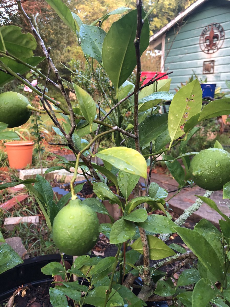 JackpotNick's tweet photo. Luckily I was able to save one of our #MeyerLemons during last December’s horrible hard freeze https://t.co/a03HOkzUOJ