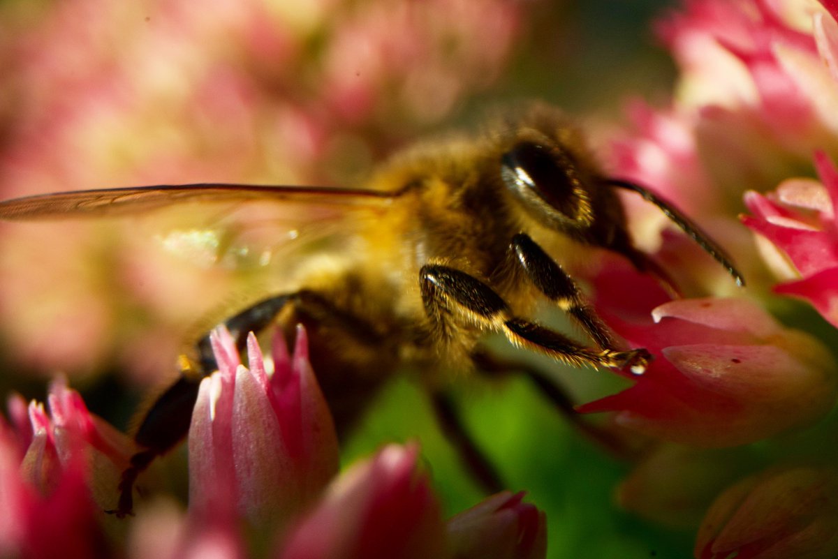 shooteditsend's tweet photo. Couple of shots of bees on my ice plants this weekend, ice plants bloom late giving bees more foraging time #bees #beesoftwitter #insects #nature #SaveTheBees https://t.co/EN5ar12Rin